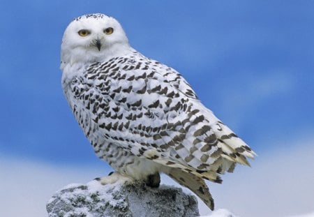 Snow Owl - nature, owl, snow owl, beautiful