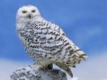 Snow Owl