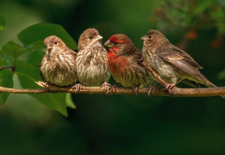 Four little birdies :) - birds, nature, red, brown, wings, cute