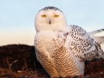 Snowy Owl