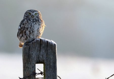 Beautiful Owl - owl, nature, wild, beautiful