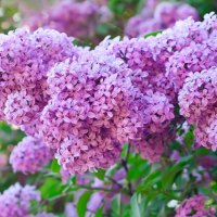 Pretty Lilacs