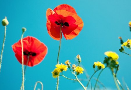 Poppies - nature, orange, flowers, poppies