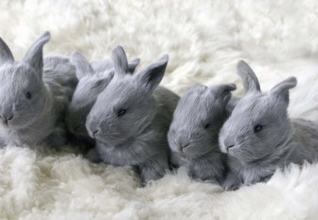 *** Sweet family *** - easter, animal, bunny, sweet, animals, family