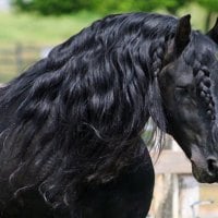 Magnificant Friesian