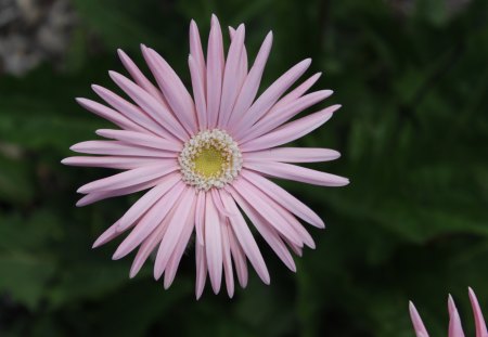 Pink Gerbera - nature, pretty, gerbera, pink, photography, flower