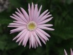 Pink Gerbera