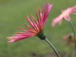 Red Gerbera