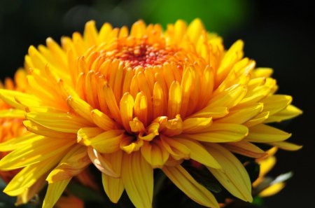 Yellow gorgeous flower