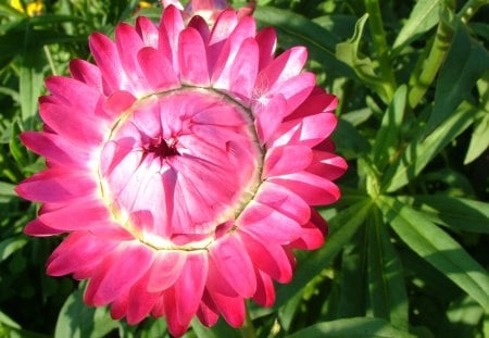 Cute round rose - rose, 22, green, leaves