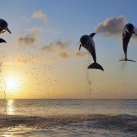 *** Dolphins and sunset ***