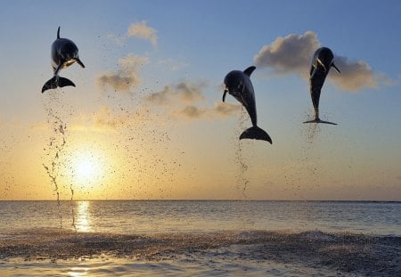 *** Dolphins and sunset *** - dolphins, animal, sunset, animals