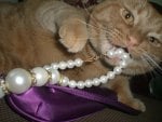 *** Cat with pearls ***