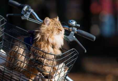 *** Cat on the bice *** - cats, animal, animals, cat, bicykle