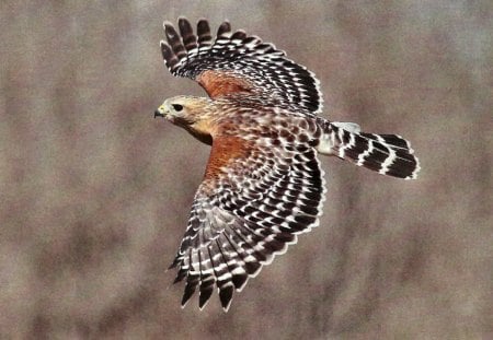 Red-shoudered Hawk 1 - wildlife, wide screen, raptor, animal, redshouldered, bird, photo, avian, hawk, photography