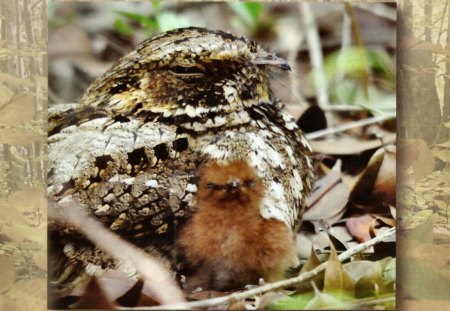 Puerto Rican Nightjar 1 - nightjar, wildlife, wide screen, animal, bird, photo, avian, puerto rican, photography