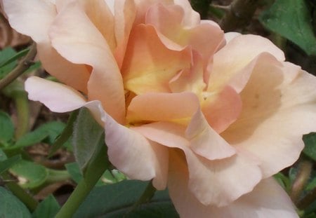 Peach coloured rose - nature, photography, rose, ruffled, flower