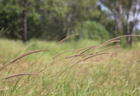 Weeds in the wind - pretty, weeds, photography, field, wind