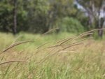 Weeds in the wind