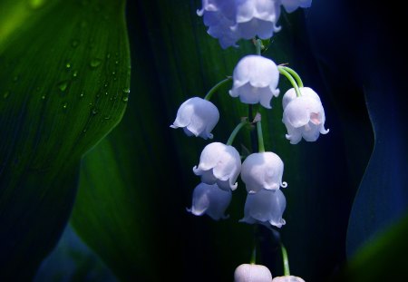 **Lovely Buds** - trees, photography, water, colorful, snowdrops, softness, pretty, cool, petals, scent, drops, droplets, tender touch, adorable, carpathian green, gentle, lovely, plants, pollen, nature, beautiful, leaves, splendor, sweet, flowers, colors