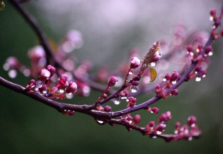 After rain - blossoms, branch, water, drops, wet, spring, pink, after, rain