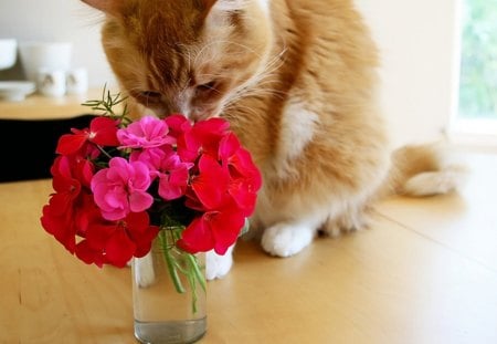 ...âœ¿.... - glass, cat, smell, ginger, pink, red, table, flowers, geranium