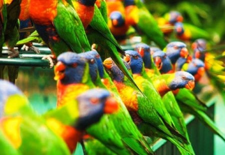 COLOURS OF NATURE - colourful, nature, pretty, birds