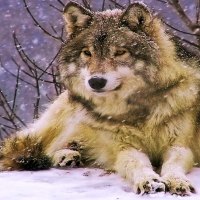 Resting Wolf