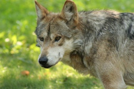 Young Timber Wolf - nature, wolves, predator, wild