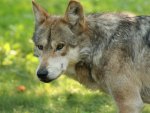 Young Timber Wolf