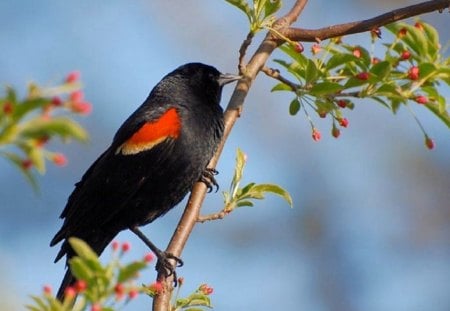 COLOURS OF NATURE - colours, nature, pretty, bird