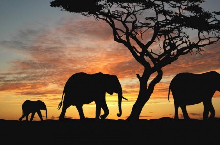 Elephants at Sunset - wallpaper, beautiful, silhouette, sun, abstract, elephants, sunsets, photography, new, sunset, nature