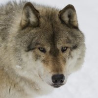 Grey Wolf