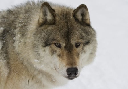 Grey Wolf - winter, nature, predator, snow, wolves