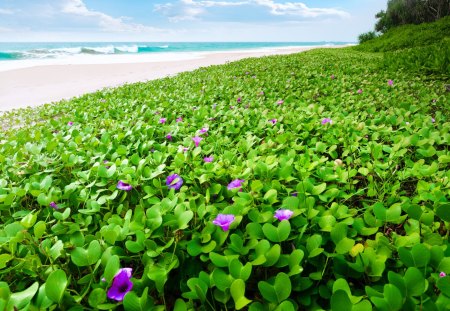 Green Grass - cute, grass, seashore, green