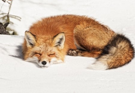 Sleeping fox - cool, snow, fox, sleeping