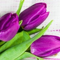 Purple Tulips