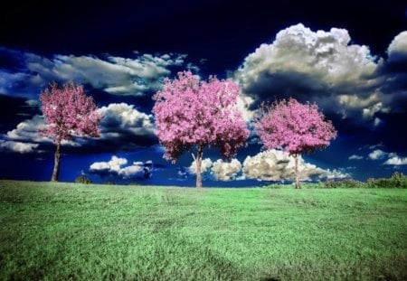 âœ°Bright Treesâœ° - sky, trees, photography, peaceful, colorful, wonderful, pretty, cool, clouds, grasses, splendid, fields, magnificent, landscape, atmosphere, summer, lovely, plants, nature, bright, beautiful, seasons, splendor, sweet, colors