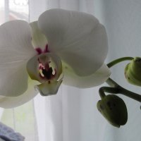 Orchid