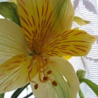 Sunbright Lilly