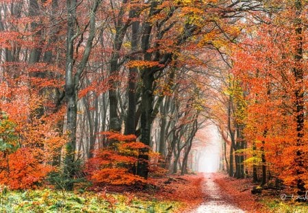 âœ°Sidewalk in Autumnâœ° - autumn, sky, trees, peaceful, photography, sidewalk, colorful, wonderful, fall, view, pretty, cool, clouds, grasses, splendid, neldoreth, magnificent, scenic, landscape, deepest, atmosphere, silent, lovely, plants, nature, bright, beautiful, leaves, seasons, scenery, splendor, colors