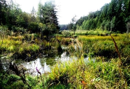 Summer in Latvia. - beauty, forests, nature, summer