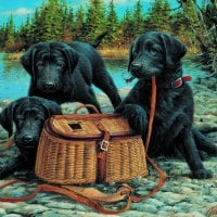 Black dogs