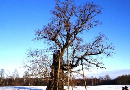 Kaive anciet oak.  800-1000 years. - forests, winter, nature, history, beauty