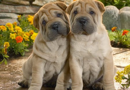 sweet puppies - sweet, cute, puppy, wrinkle