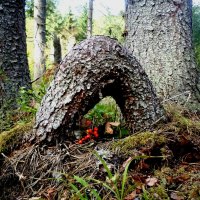 Autumn in forest