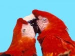 love birds