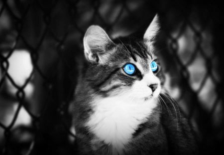 Cat with Blue eye$ - animal, black and white, cat, blue eye