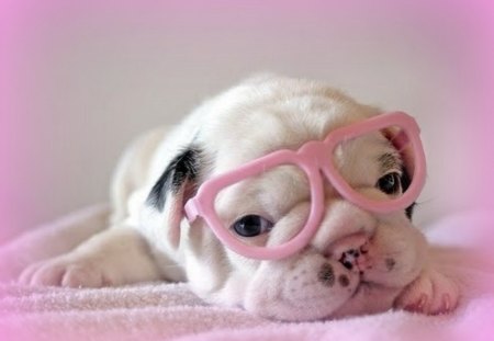 Cutie - white, puppy, glasses, pink, dog, animal, funny, cute