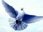 Blue dove